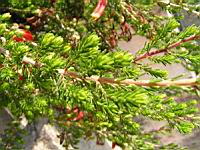 Erica Versicolor (fam. Ericacees) (Parc de la tete d'or) (3) (Photo F. Mrugala)